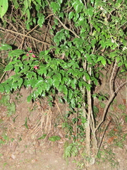 Staphylea japonica