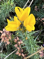 Ulex gallii