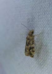 Lobesia transtrifera