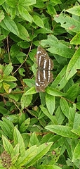 Neptis