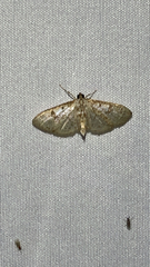Palpita freemanalis