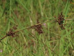 Cladium mariscus mariscus
