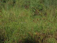 Cladium mariscus mariscus