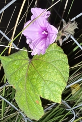 Ipomoea wightii