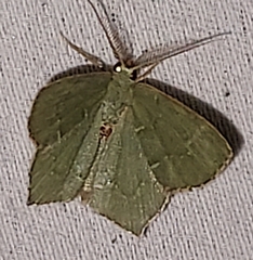 Chloropteryx tepperaria