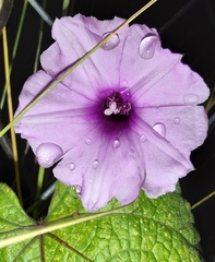 Ipomoea wightii