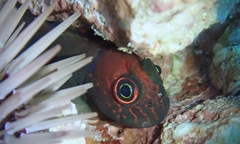 Cirripectes vanderbilti