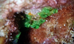Porifera