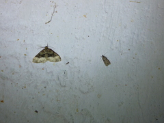 Euphyia intermediata