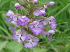 Platanthera psycodes