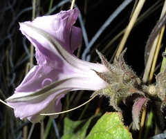 Ipomoea wightii