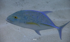 Caranx melampygus