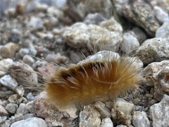 Pygarctia roseicapitis