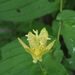 Tricyrtis latifolia - Photo (c) Keita Watanabe,  זכויות יוצרים חלקיות (CC BY-NC), uploaded by Keita Watanabe