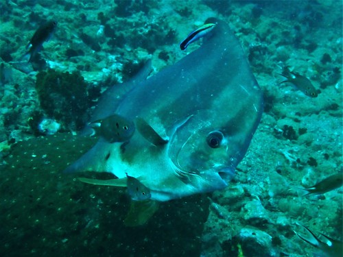 Batfish