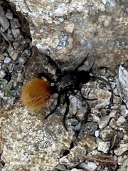 Dasymutilla magnifica