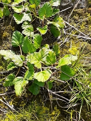 Pelargonium rodneyanum