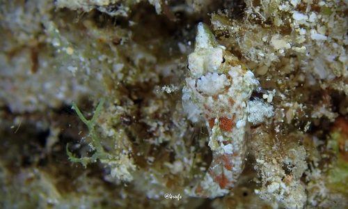 Synchiropus corallinus observed 2022-08-21