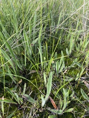 Plantago gaudichaudii
