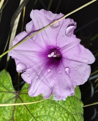 Ipomoea wightii