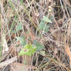 Platylobium obtusangulum