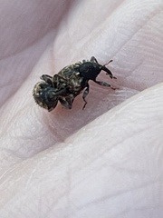 Conotrachelus posticatus