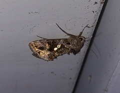 Chrysodeixis includens
