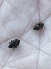 Conotrachelus posticatus