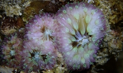 Lobactis scutaria