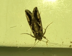 Chrysodeixis includens