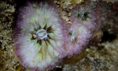 Lobactis scutaria