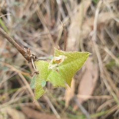 Platylobium obtusangulum