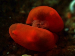 Vayssierea cinnabarea