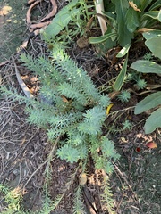 Linum lewisii
