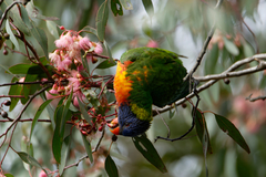Trichoglossus moluccanus