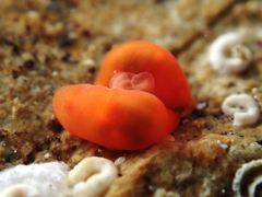 Vayssierea cinnabarea