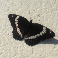 Limenitis arthemis rubrofasciata