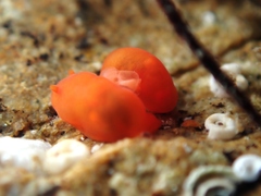 Vayssierea cinnabarea