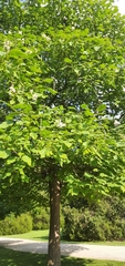 Catalpa bignonioides