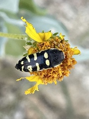 Acmaeodera alicia