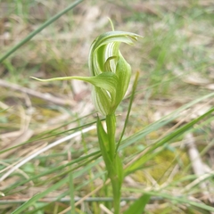 Pterostylis alpina