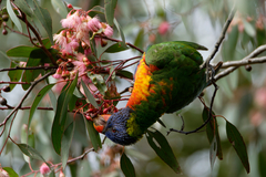 Trichoglossus moluccanus