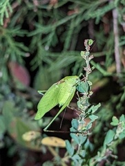 Amblycorypha oblongifolia