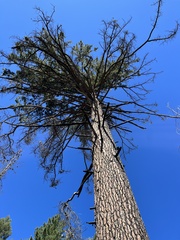 Pinus lambertiana