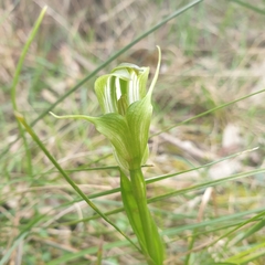 Pterostylis alpina