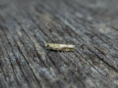 Crocidosema plebejana