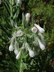 Lithospermum trinervium