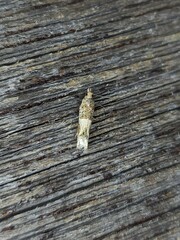 Crocidosema plebejana