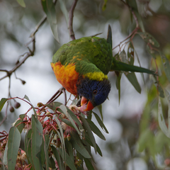 Trichoglossus moluccanus