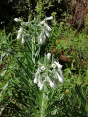 Lithospermum trinervium